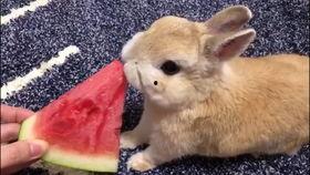 台湾网红小兔子吃瓜视频,揭秘网红幕后生活  第1张