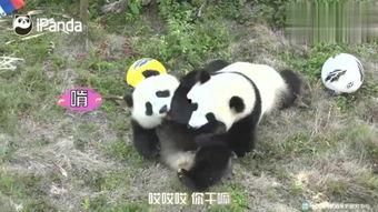 小熊猫送花爆料视频,甜蜜视频曝光引网友热议  第2张
